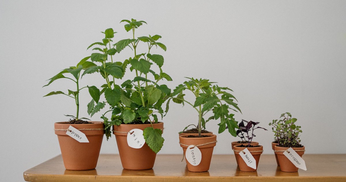 Sunlit outdoor patio with potted herbs and clean saucers